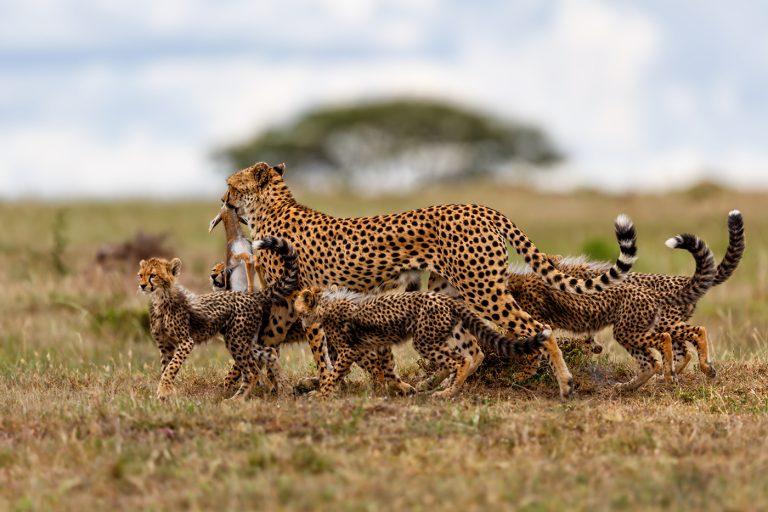 Big 5 Safari in tanzania3