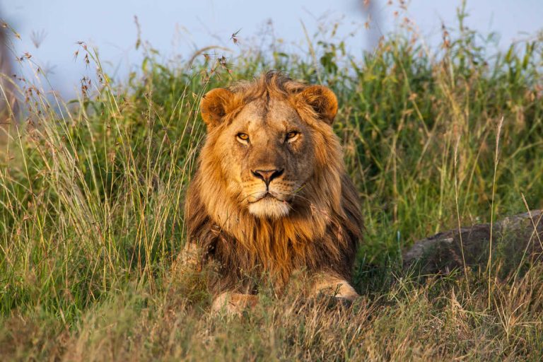 Big 5 Safari in tanzania5