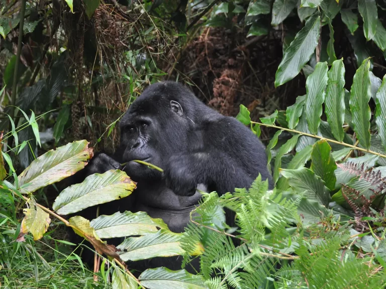 chimp and gorilla in tanzania3