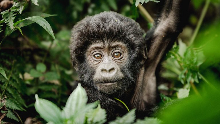 chimp and gorilla in tanzania4