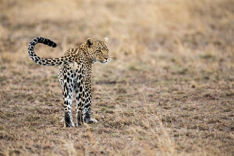 safari from zanzibar1