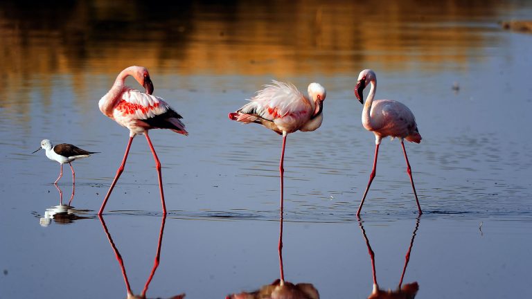 birdwatching in tanzania3