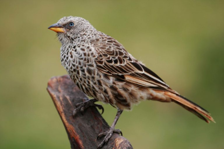 birdwatching in tanzania332